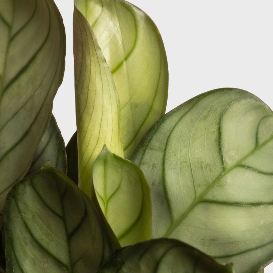 Photo of the plant species Never Never Plant by @m3hs named WZ Korbmaranthe Amagris on Greg, the plant care app