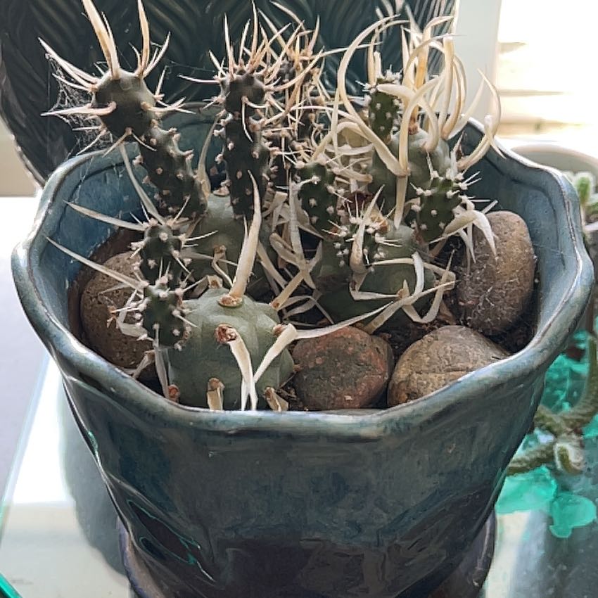 Photo of the plant species Paper Spine Cactus by @ValiantRimu82 named Osmo on Greg, the plant care app