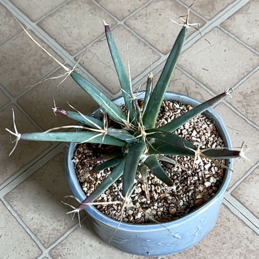 Photo of the plant species Agave Cactus by @ValiantRimu82 named Clooney on Greg, the plant care app