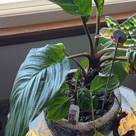 Photo of the plant species Black Bat Flower by @ValiantRimu82 named Keanu Leaves on Greg, the plant care app