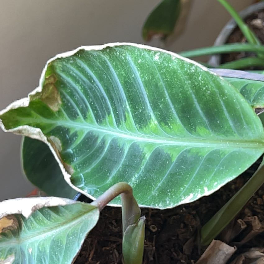Photo of the plant species Calathea WARSCEWICZII by @ValiantRimu82 named Zion on Greg, the plant care app