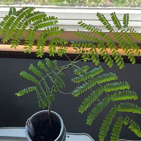 Photo of the plant species Royal Poinciana by @ValiantRimu82 named Aria on Greg, the plant care app