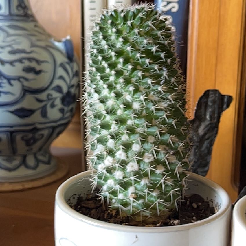 Photo of the plant species Eichlam's Pincushion Cactus by @ValiantRimu82 named Bigleef Smalls on Greg, the plant care app