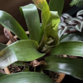 Photo of the plant species Assorted Bromeliad by @ValiantRimu82 named Foxxy on Greg, the plant care app