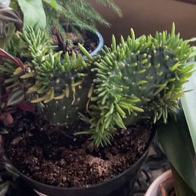 Photo of the plant species Opuntia subulata f. cristata by @ValiantRimu82 named Darwin on Greg, the plant care app