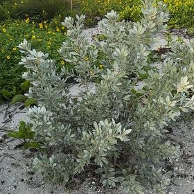 Photo of the plant species Button Mangrove by @LeadRedbean45 named Taylor Swift on Greg, the plant care app