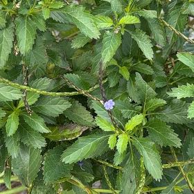 Photo of the plant species Blue Porterweed by @LeadRedbean45 named Oscar on Greg, the plant care app