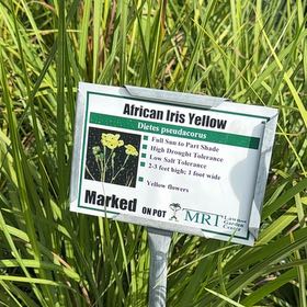 Photo of the plant species Yellow African Iris by @LeadRedbean45 named Clooney on Greg, the plant care app