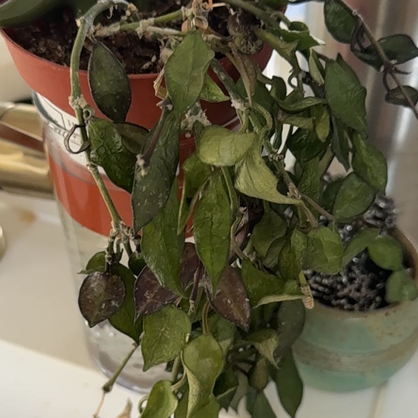 Photo of the plant species Hoya krohniana black by @UniqueAlula76 named Lilo on Greg, the plant care app