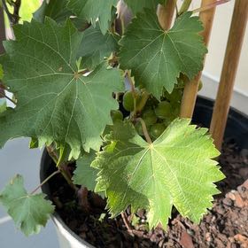 Photo of the plant species Wine Grape by @BigCrownvetch named McKinley on Greg, the plant care app