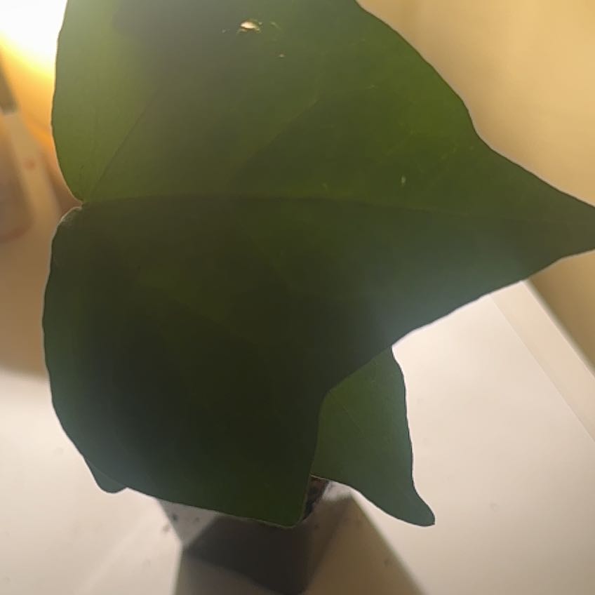 Photo of the plant species Catalpa by @RulerTukauki16 named Captain Plant-it on Greg, the plant care app