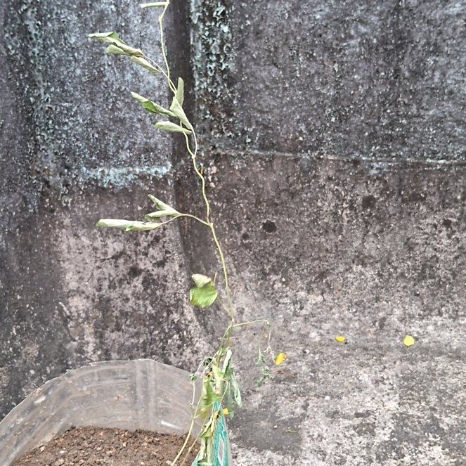 Photo of the plant species Oil Lettuce by @YesRosea6 named Nithin on Greg, the plant care app