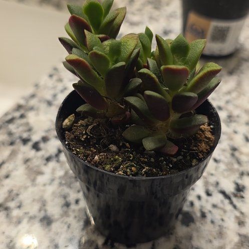 Photo of the plant species Anacampseros by @YernPawpaw89 named Maya on Greg, the plant care app