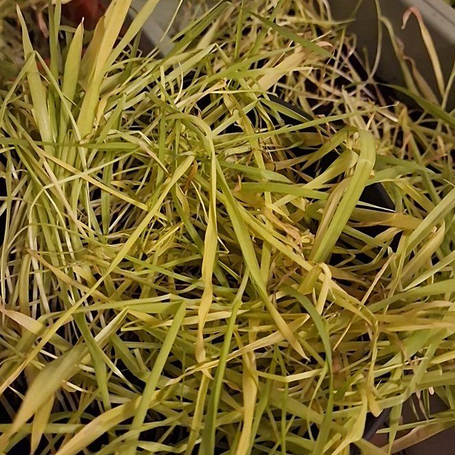 Photo of the plant species Wild Barley by @DandyFrogbit62 named Delilah on Greg, the plant care app