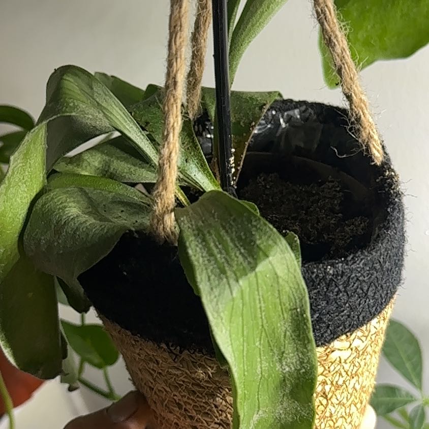 Photo of the plant species Vriesea Carinata by @GemFantasy65 named Aria on Greg, the plant care app