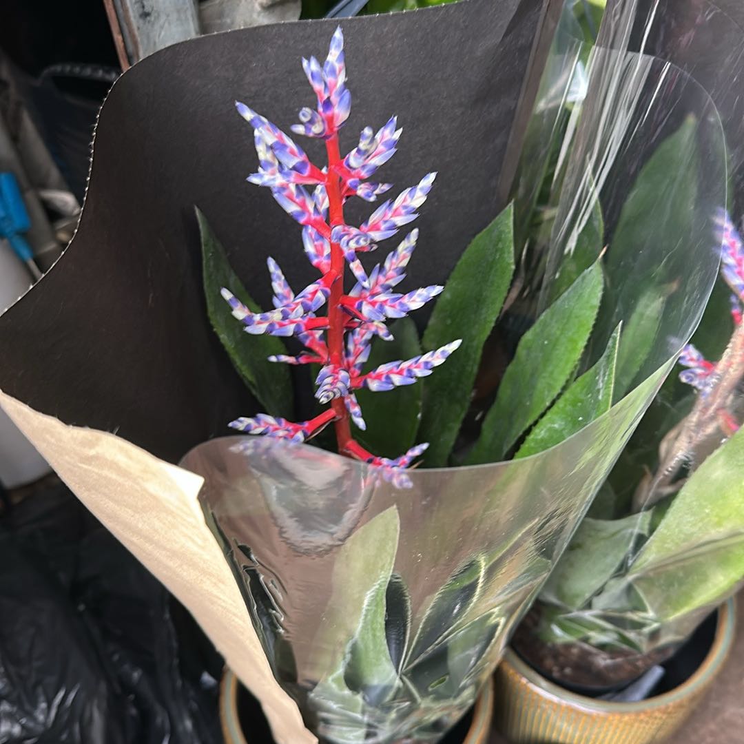 Photo of the plant species Blue Rain Bromeliad by @SirTule43 named Athena on Greg, the plant care app