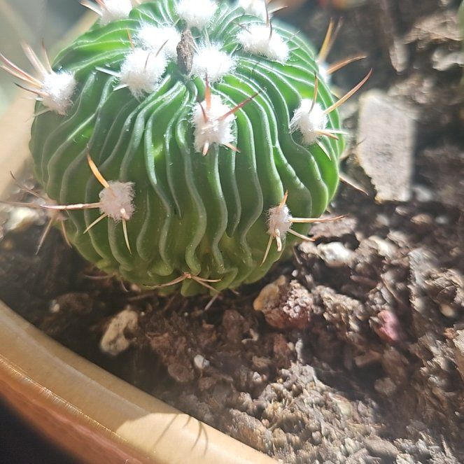 Photo of the plant species Tepenexcomitl by @HeritorSourwood named Luna on Greg, the plant care app