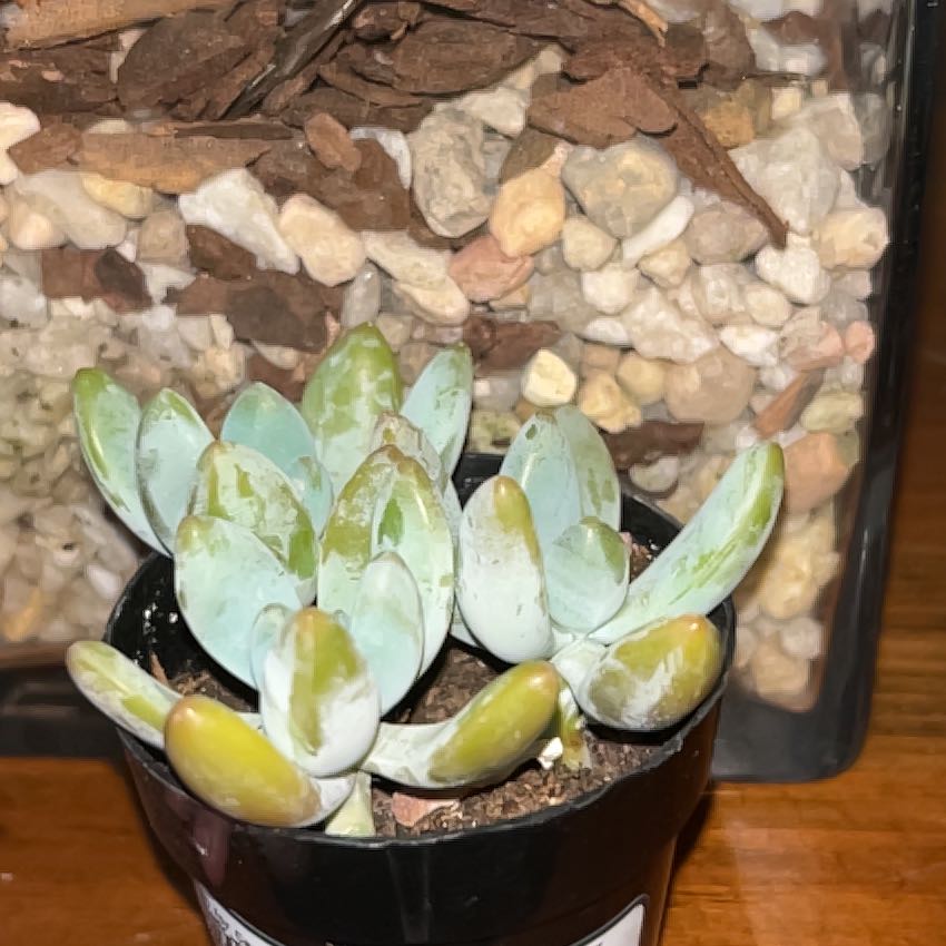 Photo of the plant species Graptosedum 'Blue Giant' by @WhizTomato65 named Kesha on Greg, the plant care app