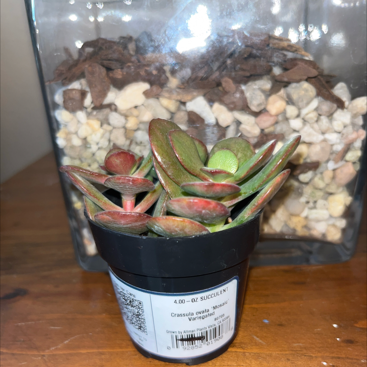 Photo of the plant species Mosaic Jade by @WhizTomato65 named Gobi on Greg, the plant care app