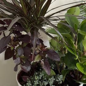 Photo of the plant species Brazilian Joyweed by @RightlyHope59 named Rihanna on Greg, the plant care app