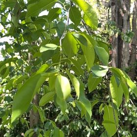 Photo of the plant species Camphor by @GenBex named Scarlett on Greg, the plant care app