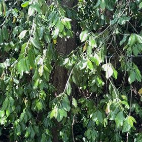 Photo of the plant species Fortune's Spindle by @GenBex named Lavender on Greg, the plant care app