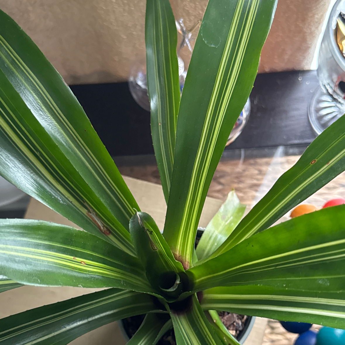 Photo of the plant species White Jewel Dracaena by @GenBex named Dax on Greg, the plant care app