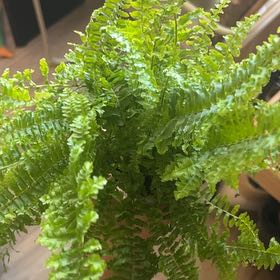 Photo of the plant species fluffy ruffle fern by @BrotherRose62 named Doja Cat on Greg, the plant care app