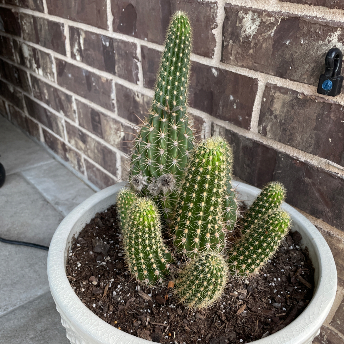 Kingcup Cactus in a white pot against a brick wall, soil visible.