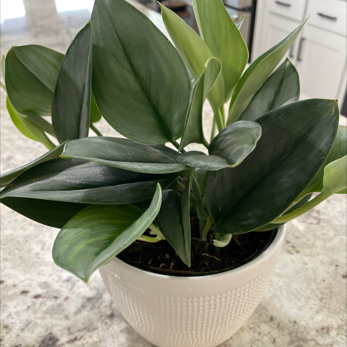 Scindapsus treubii 'Moonlight' plant in a white pot with healthy green leaves.