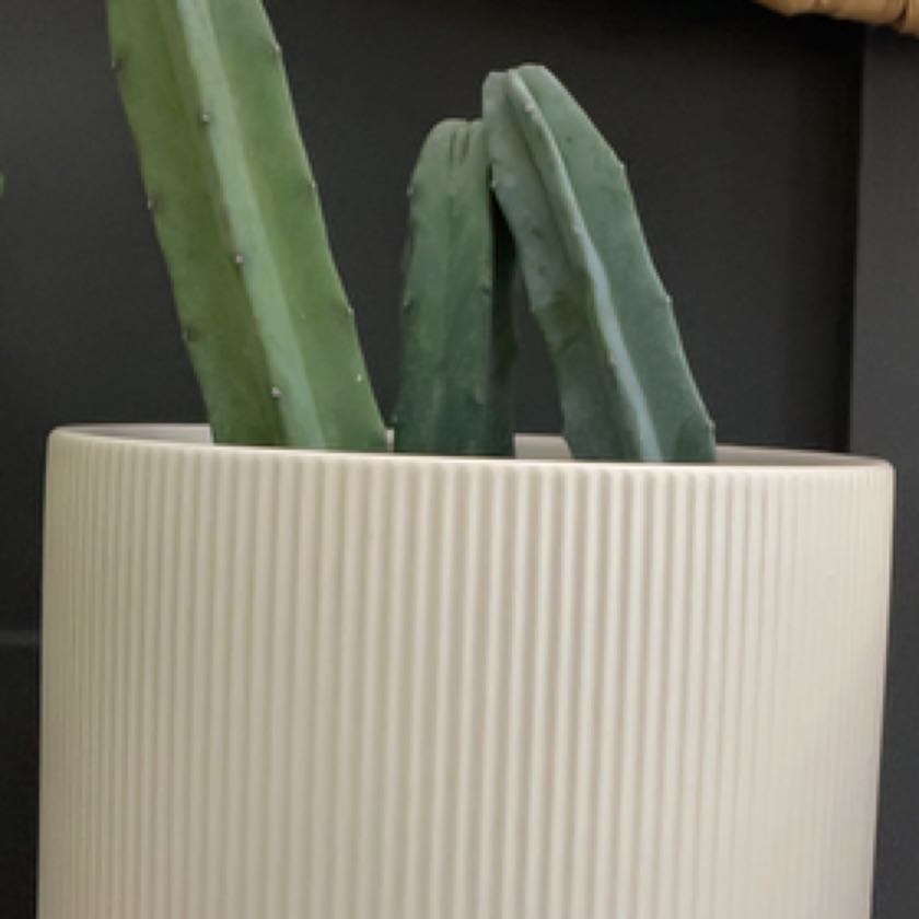 Blue Myrtle Cactus in a ribbed, cylindrical pot, appearing healthy.
