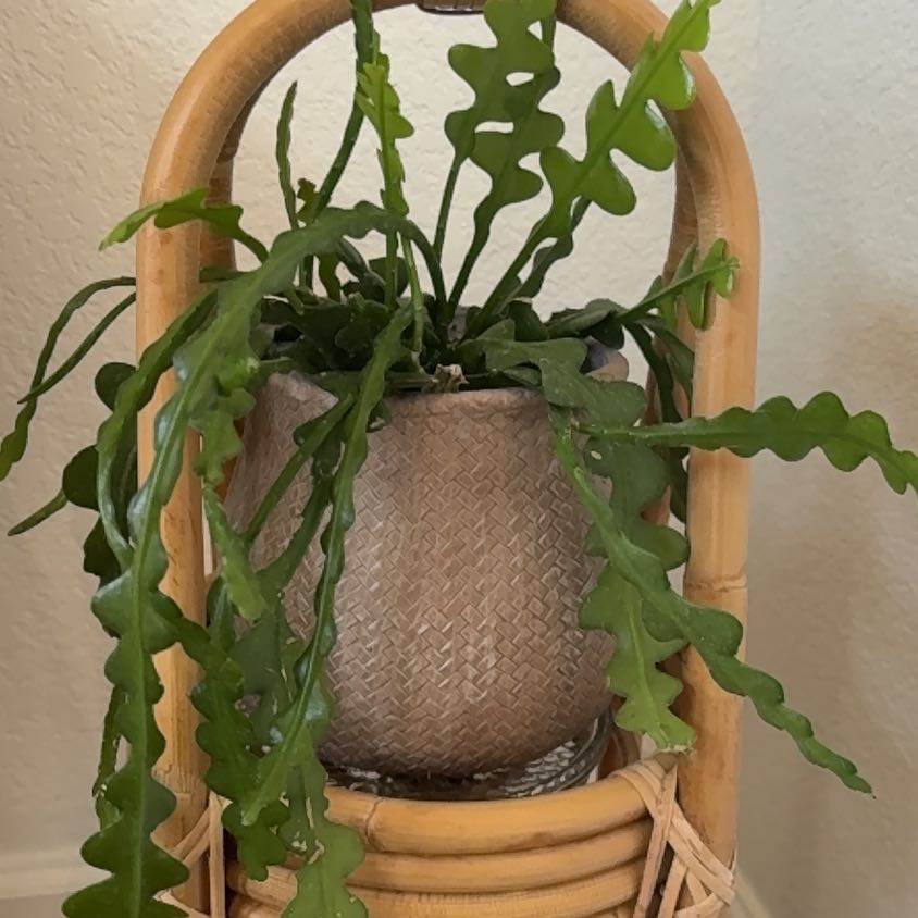 Fishbone Cactus in a pot on a wicker stand, healthy green leaves.