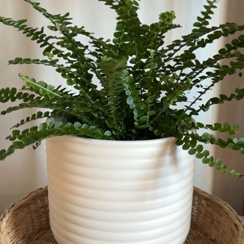 Healthy, lush Erect Sword Fern in a white ceramic pot, with vibrant green leaves and no signs of disease or discoloration.