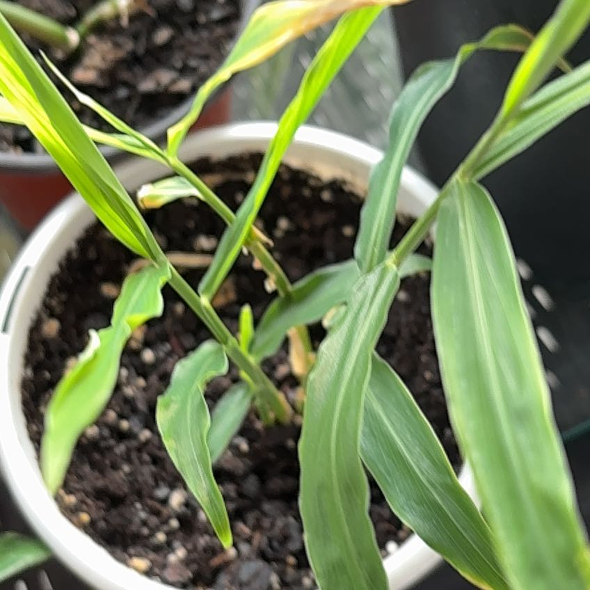 Photo of the plant species Japanese Stiltgrass by @FireballDaisy74 named GingerRoot on Greg, the plant care app