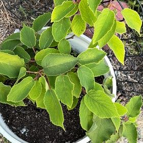 Photo of the plant species Paper Mulberry by @FireballDaisy74 named Kiwi on Greg, the plant care app