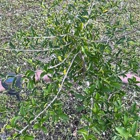 Photo of the plant species Indian Jujube by @FireballDaisy74 named Cherry on Greg, the plant care app