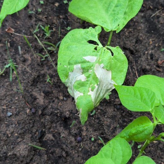 Photo of the plant species Common Bean by @EarthyTreeivy42 named Mando on Greg, the plant care app