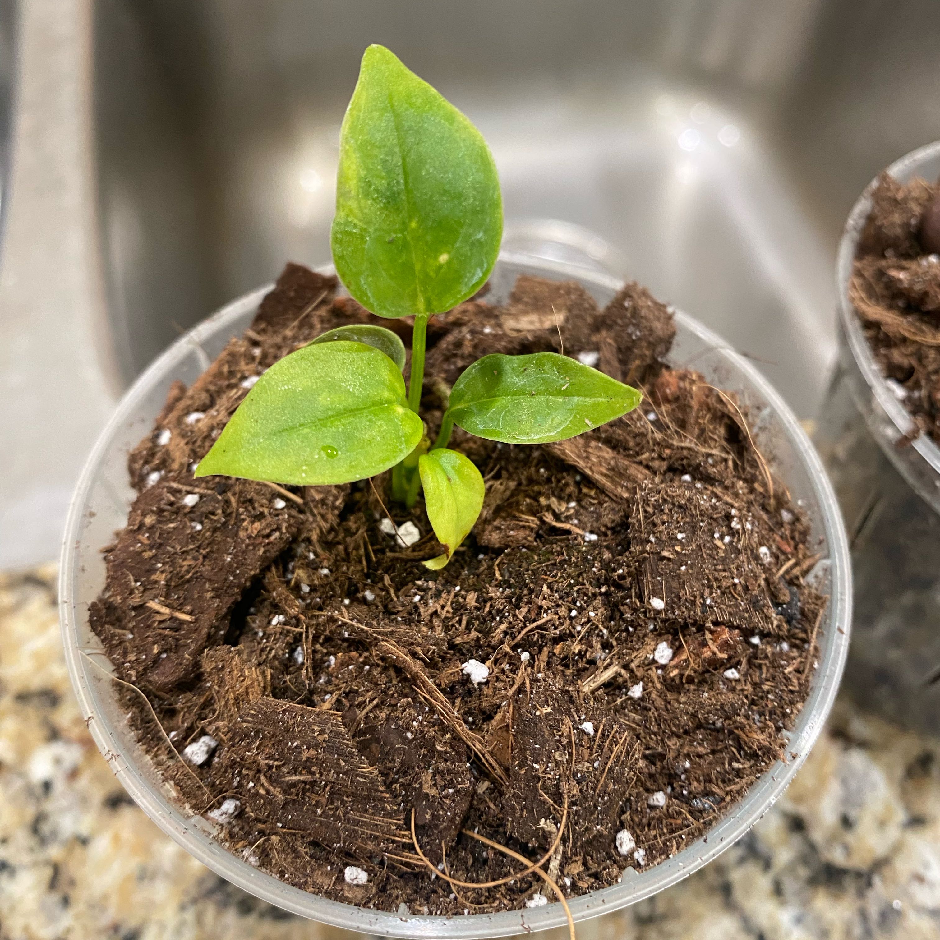 Photo of the plant species Anthurium Queen by @AceWavycap33 named Marley on Greg, the plant care app
