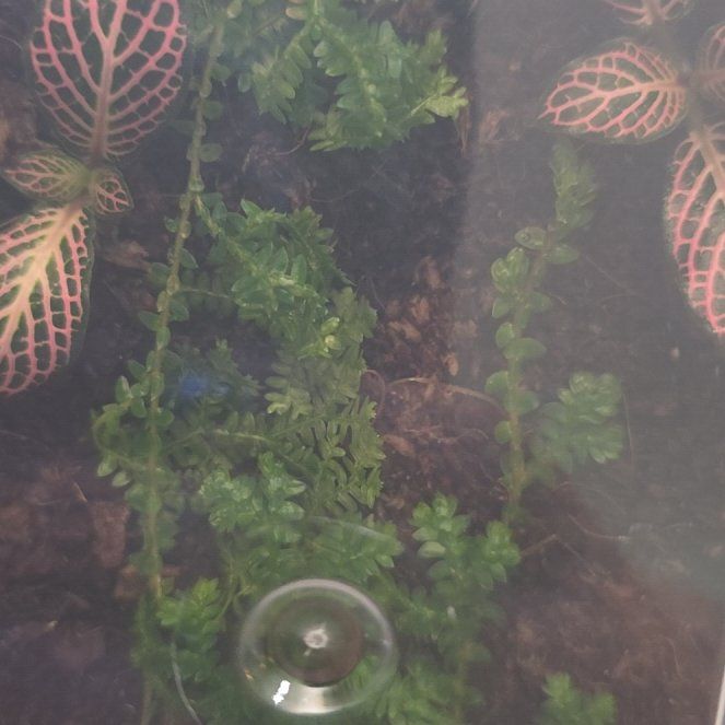 Photo of the plant species Rainbow moss, Peacock fern by @SavvyPomelo54 named Kendall on Greg, the plant care app