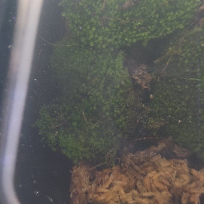 Photo of the plant species Silvergreen Bryum Moss by @SavvyPomelo54 named Kobe on Greg, the plant care app