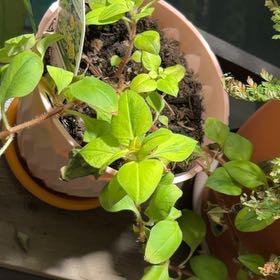 Photo of the plant species Creeping Jenny Midnight Sun by @SolidRedflax22 named Galindo on Greg, the plant care app