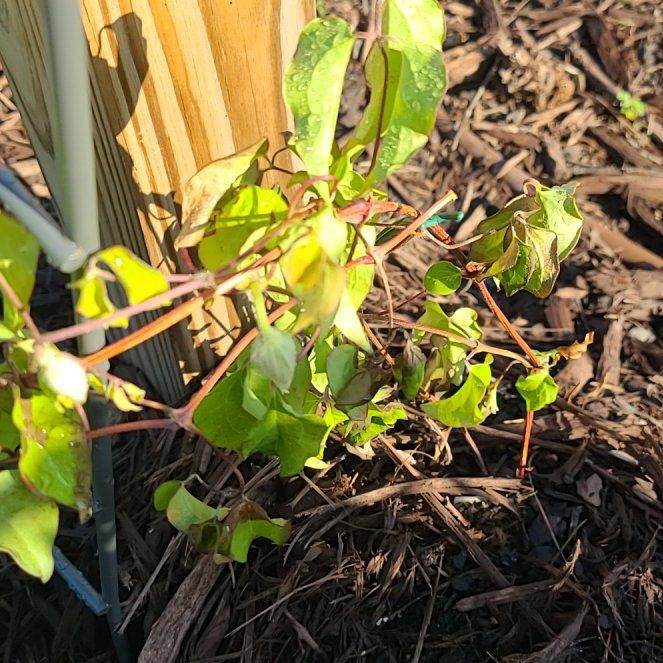 Photo of the plant species Clematis yui by @QuickTievine57 named Sigmund on Greg, the plant care app