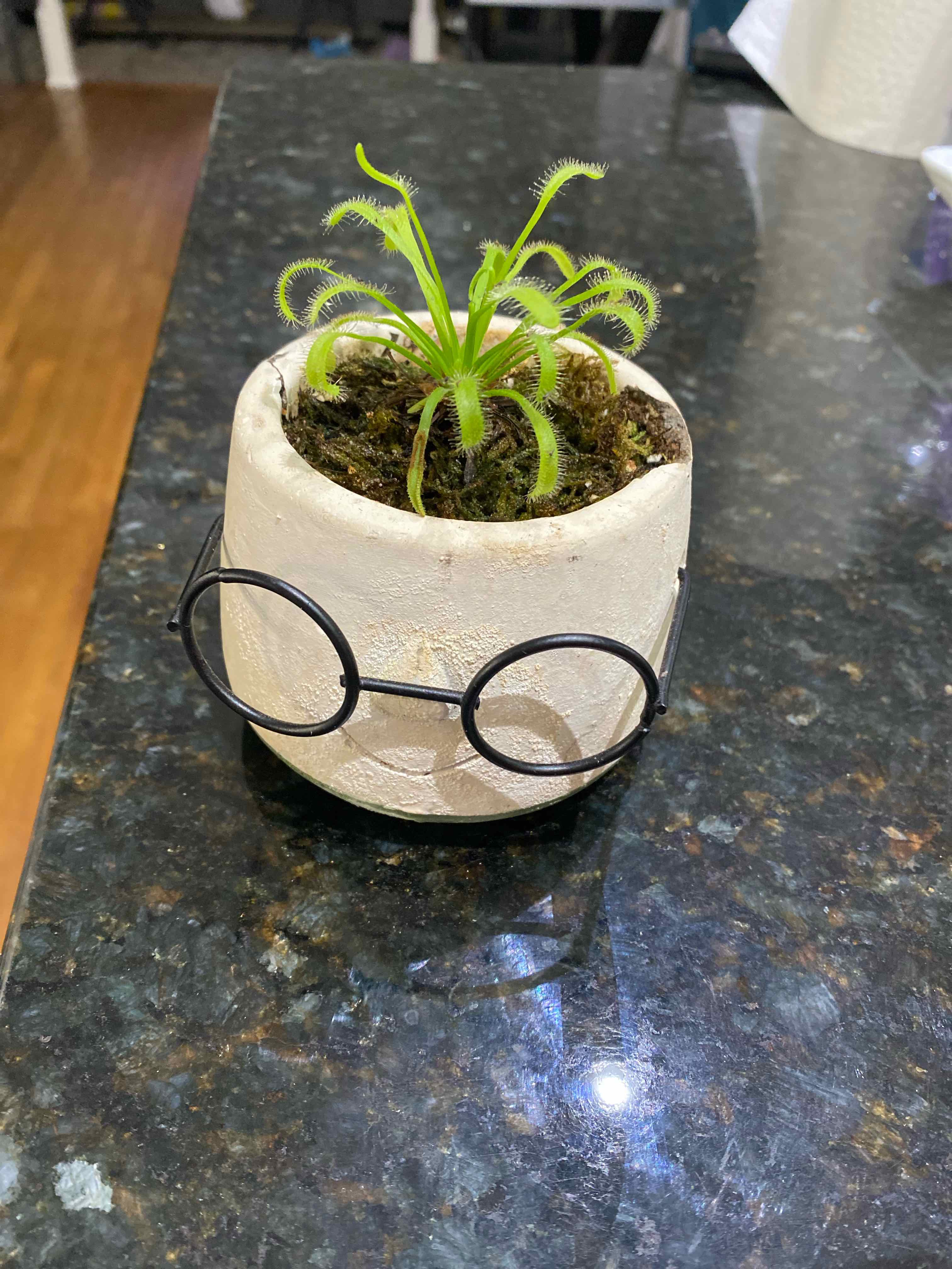 Cape Sundew plant in a pot with decorative glasses on a dark countertop.