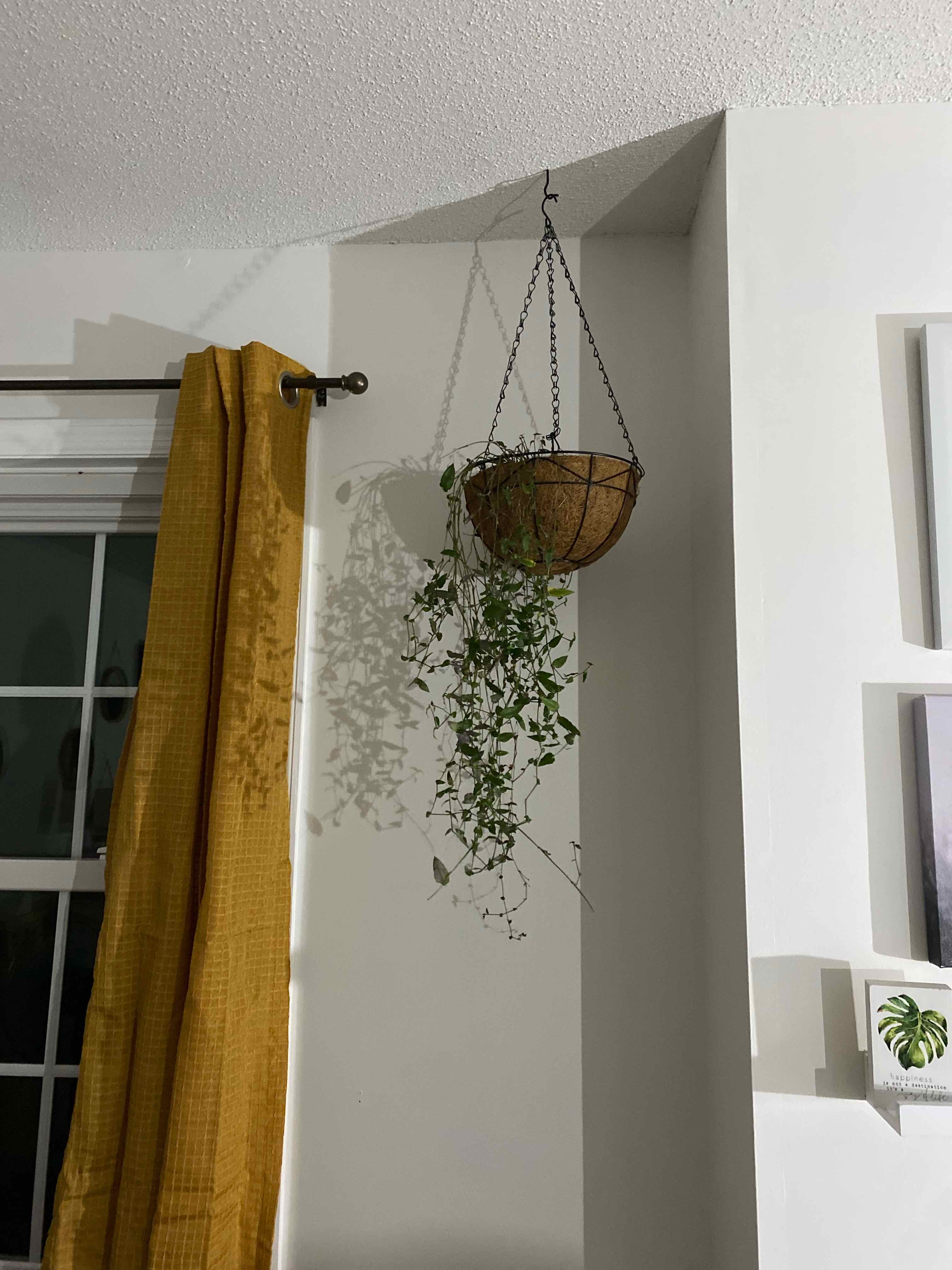 Hanging basket with a healthy Tahitian Bridal Veil plant in a well-lit room.
