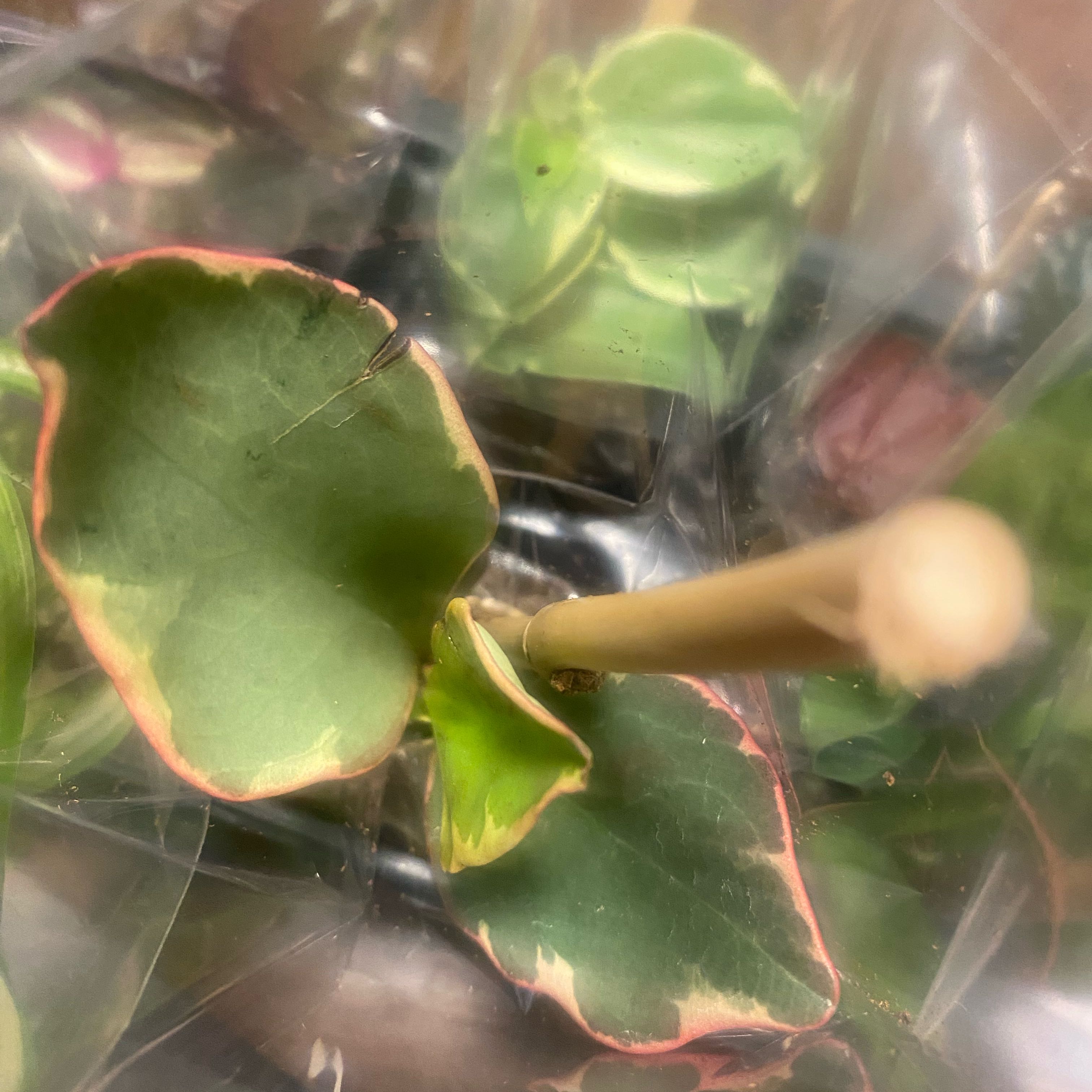 Photo of the plant species Milky Widow's Thrill by @MajorMostii71 named Naomi on Greg, the plant care app