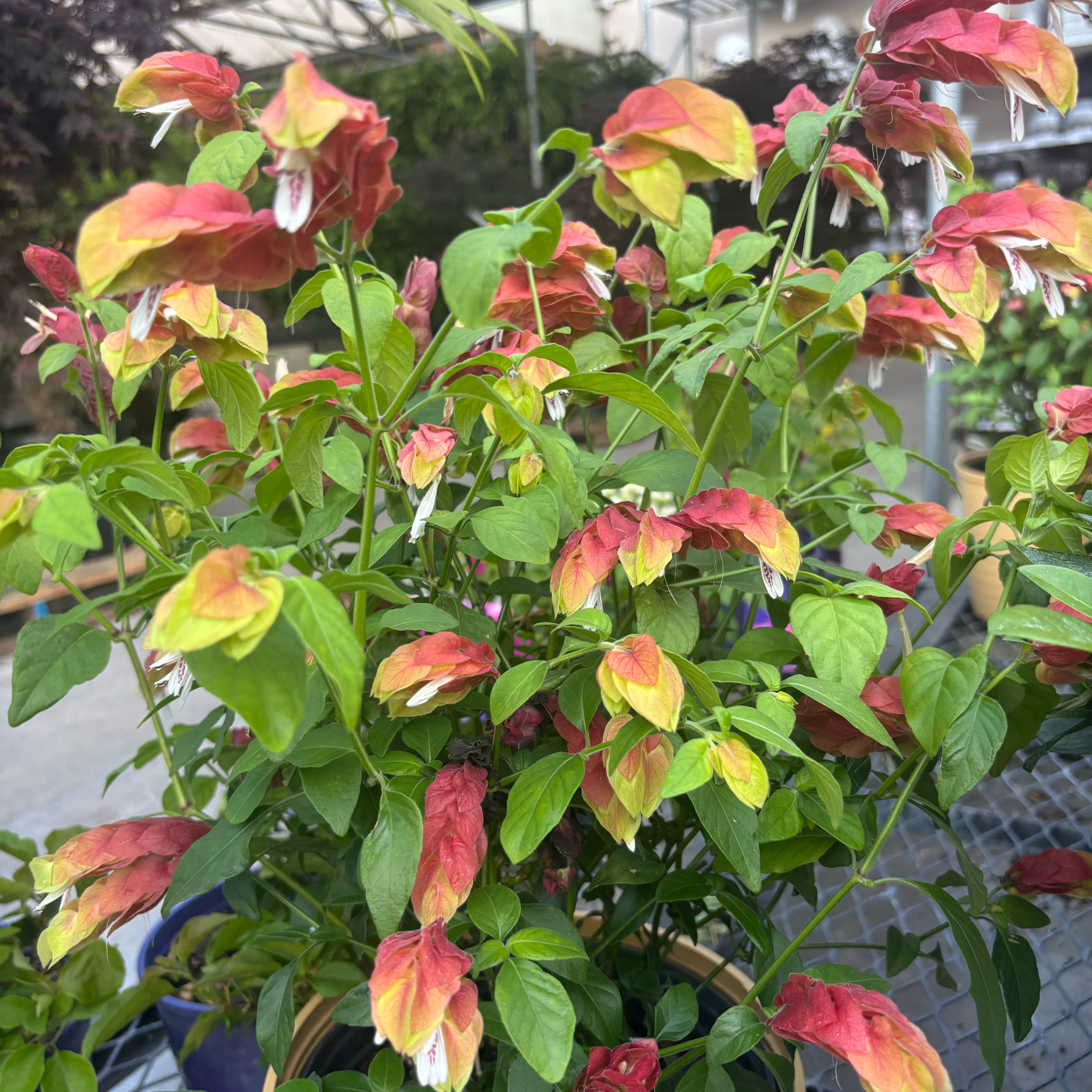 Photo of the plant species Shrimp Plant by @TopAnacua86 named da Vinci on Greg, the plant care app