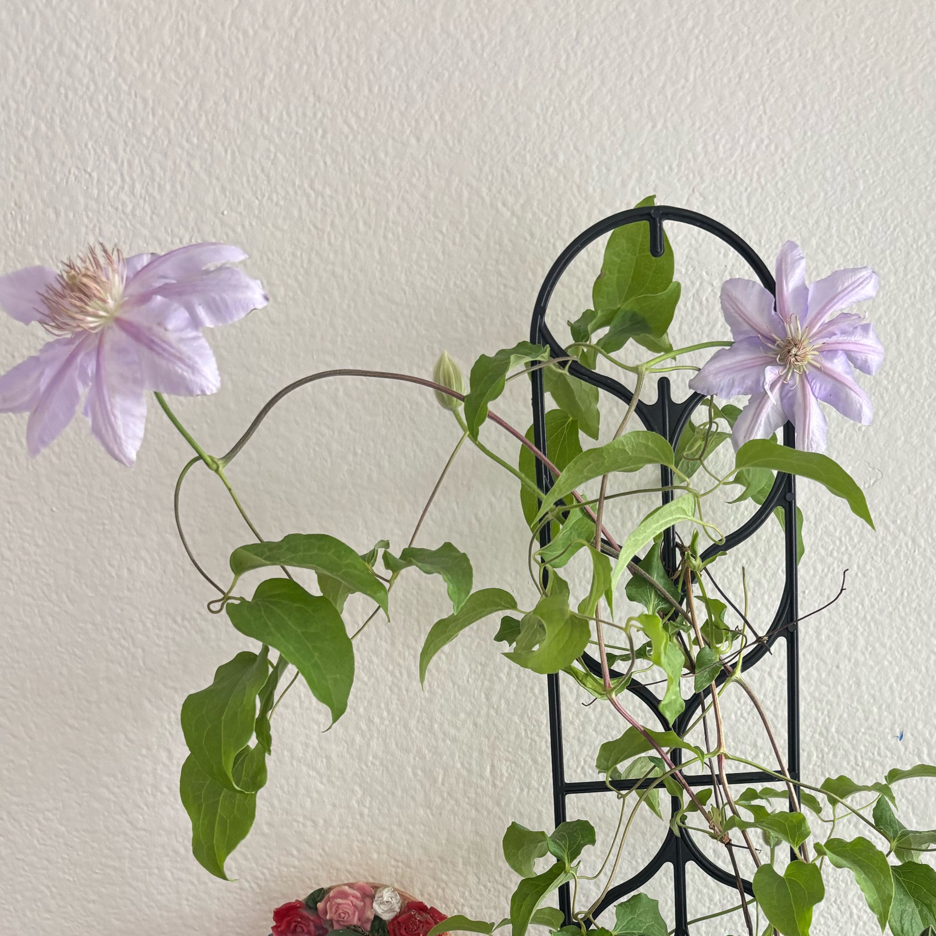 Photo of the plant species Italian Leather Flower by @TopAnacua86 named Elina on Greg, the plant care app