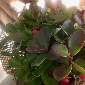 Photo of the plant species Eastern Teaberry by @PiousStaraloe90 named Harper on Greg, the plant care app