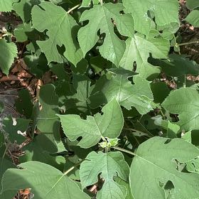 Photo of the plant species Broussonetia Papyrifera by @FamouslyMahoe92 named Elina on Greg, the plant care app