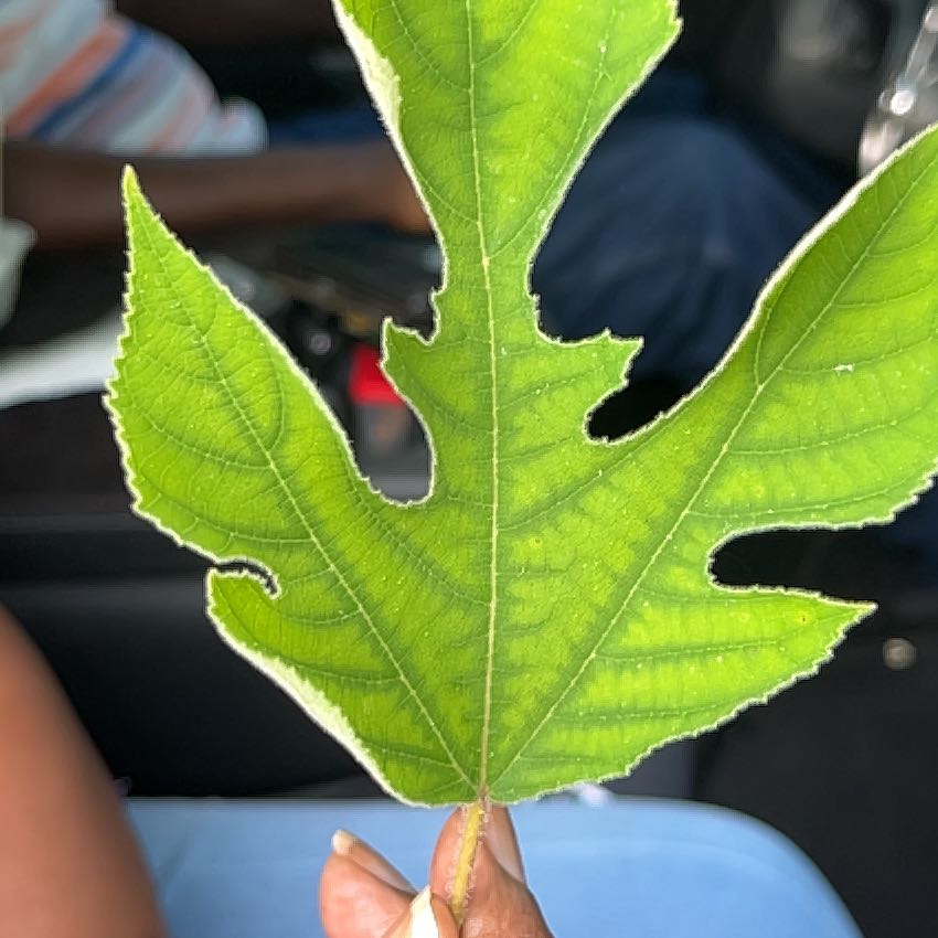 Photo of the plant species Broussonetia Papyrifera by @FamouslyMahoe92 named Michelle Branch on Greg, the plant care app